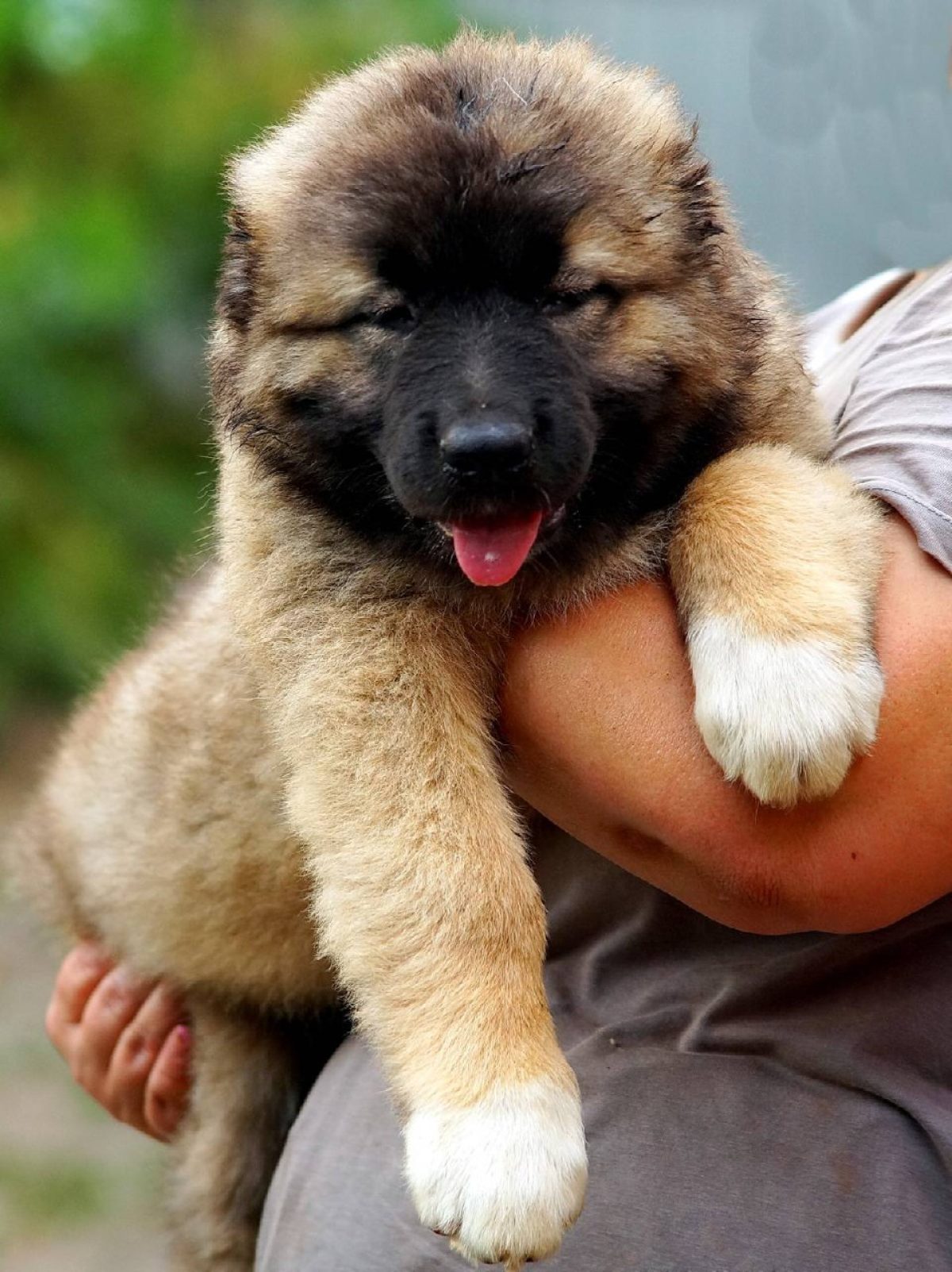 Caucasian Mountain Shepherd Dog Russian Caucasian Caucasian