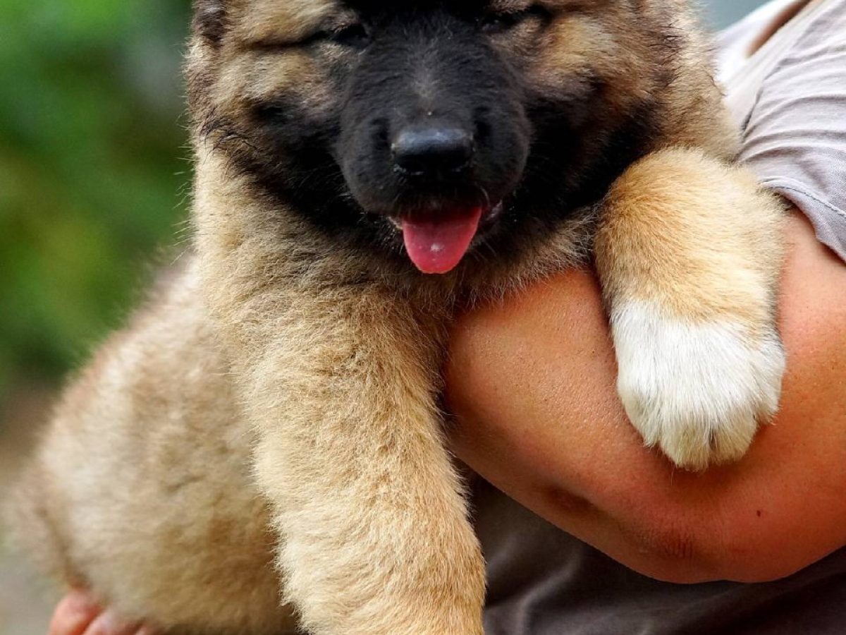 DKV Rottweilers | German Rottweiler Puppies For Sale | DKV Rottweilers  Kakadu X Cana, image size:1200x900