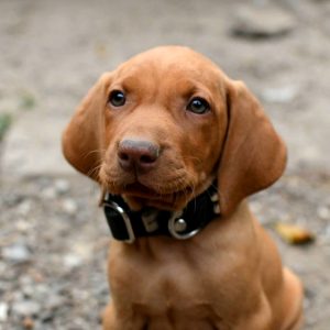 Hungarian Vizsla Dogs and Puppies for sale | NewDoggy.com