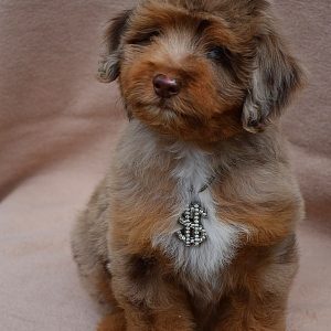 Lanvin Aussiedoodle