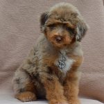 Aystra Aussiedoodle