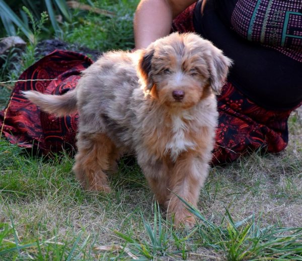 Lanvin Aussiedoodle