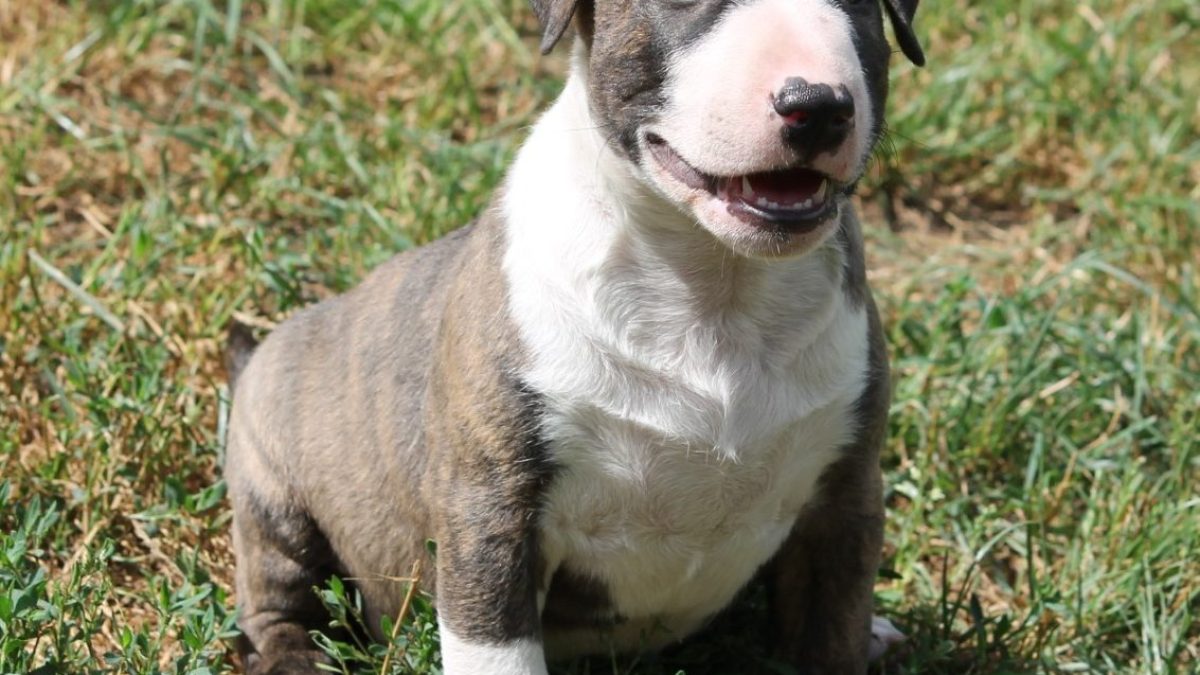 Pet Adoption Therapy Dog Norbert Yugioh Rescue Rabbit CT09-EN015