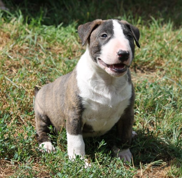 Norbert Miniature Bull Terrier