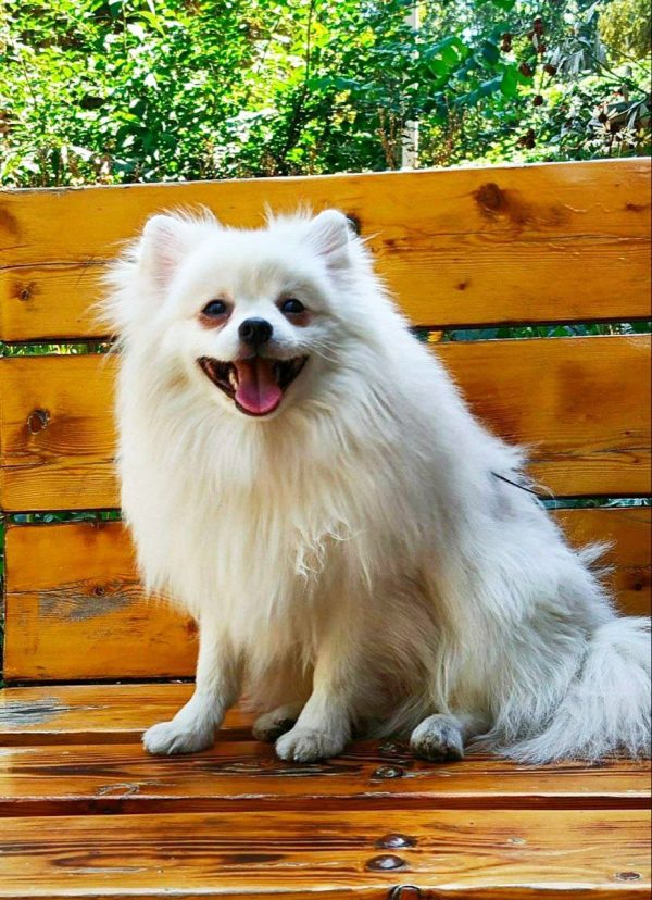 1month Old Japanese Spitz 1month Old Japanese Spitz Japanese Spitz