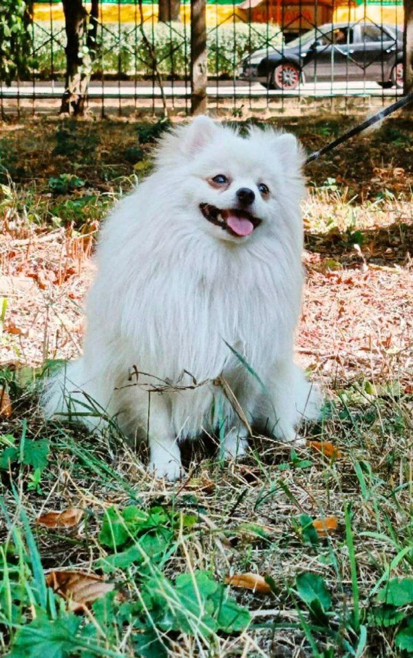 Dog Shop Near Me With Price Pet Shop Near Me Dog Price Pomeranian