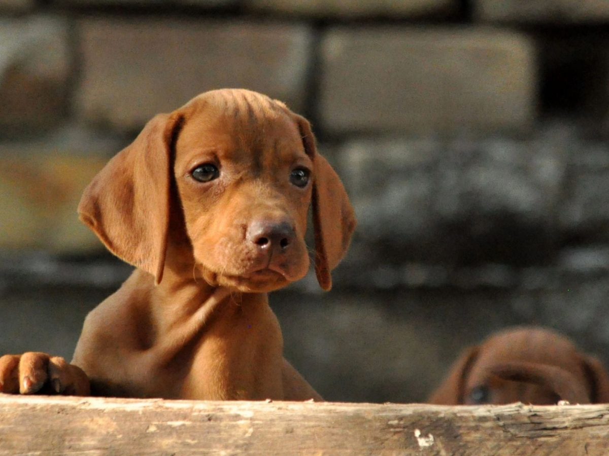 Hungarian Vizsla Dogs and Puppies for sale