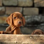 Tel Hungarian Vizsla