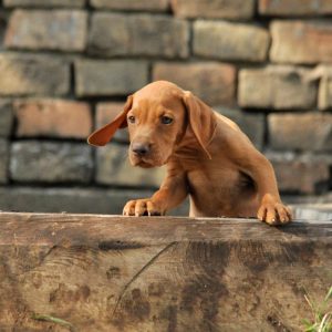Flora Hungarian Vizsla
