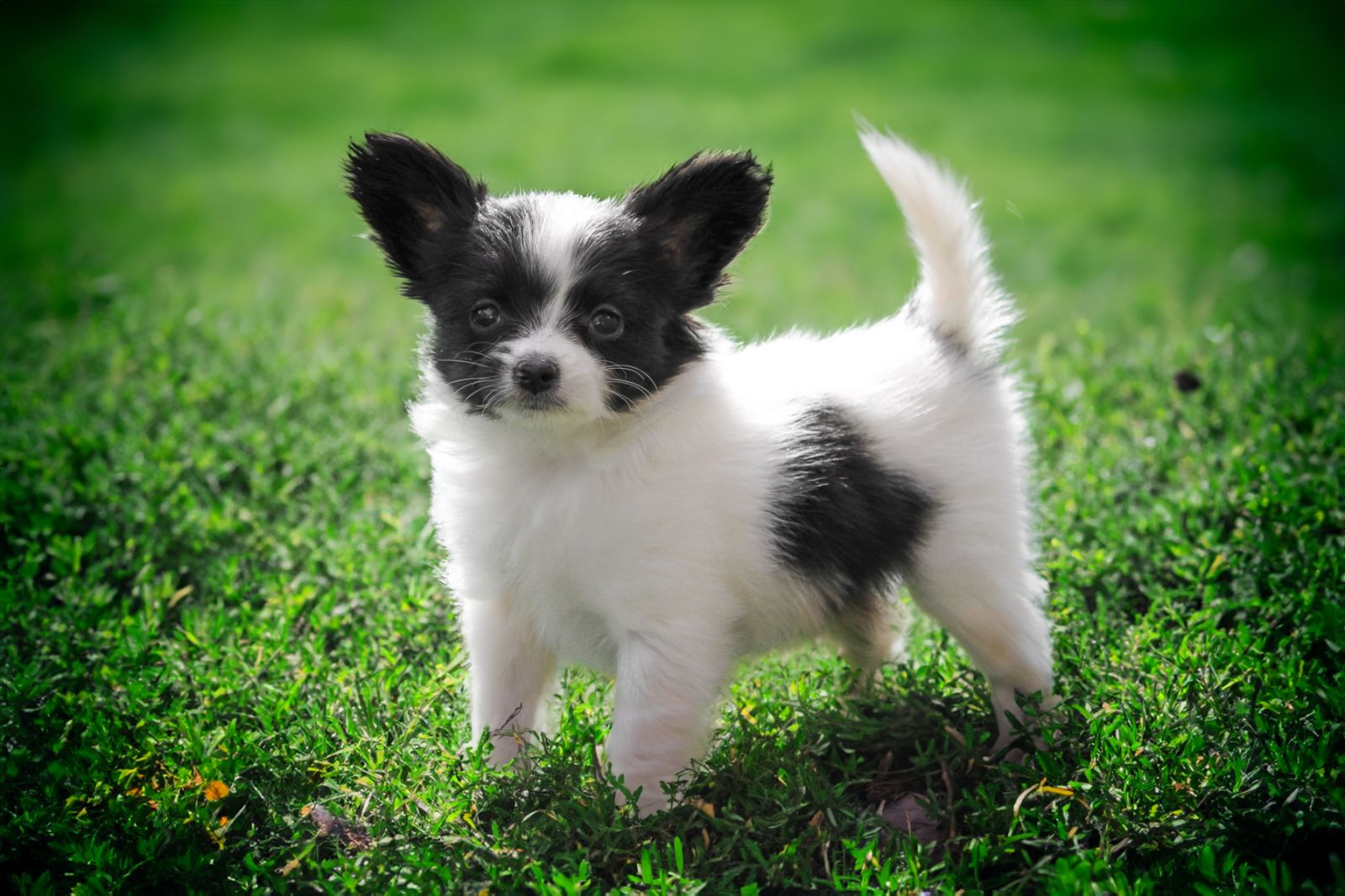 Shutterstock Inc Cute Papillon Puppies Papillon Butterfly Dog