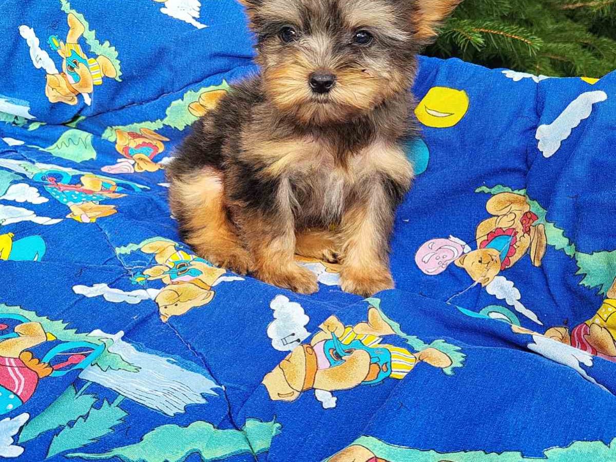 Yorkie 2024 Yorkie Hoobly Infratrol Labrador Puppies For Sale