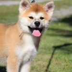 Hakka-female-Akita-puppy-for-sale- (8)