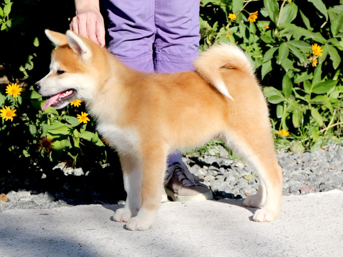 American Akita Puppies Show Me A Japanese Akita Husky Akita Akita Lab Mix  Dog Akita Husky, image size:1200x900