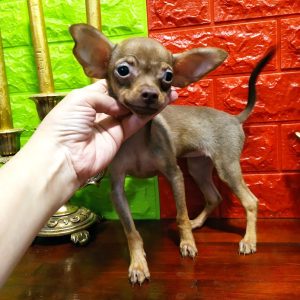 Iris Russian Toy Terrier