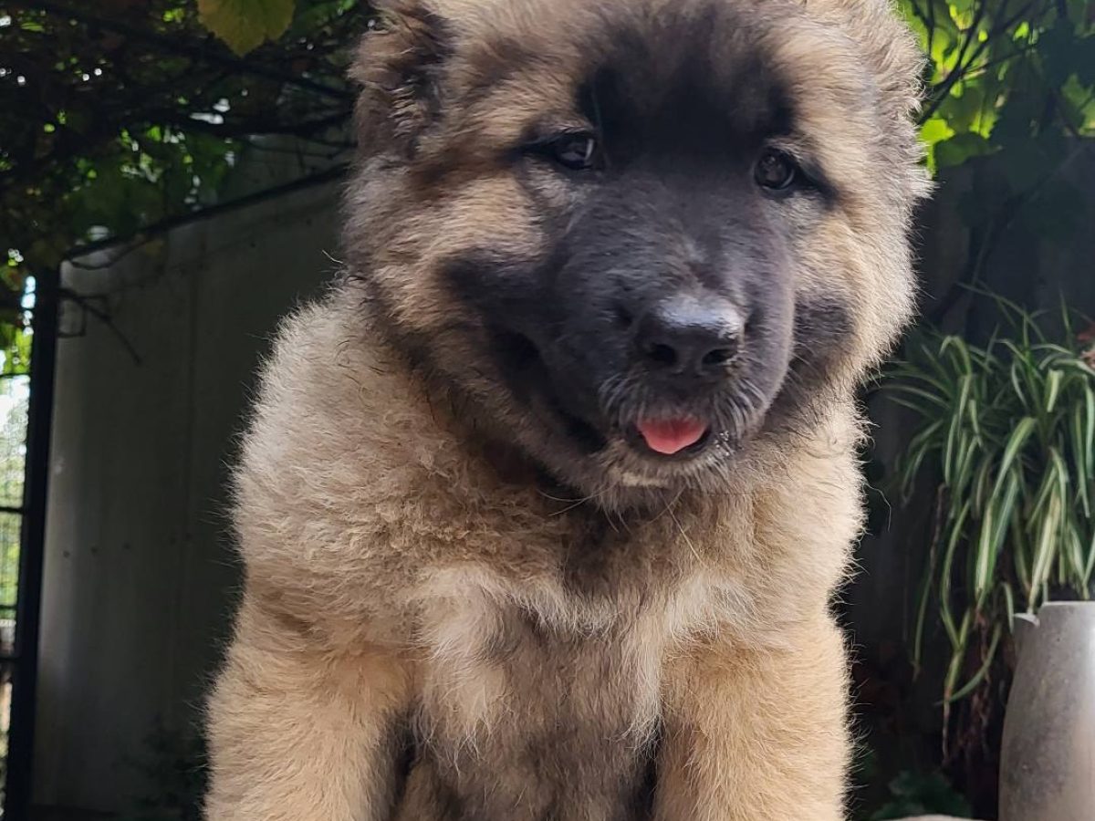 Russian Caucasian Caucasian Sheepdog Puppies For Sale Caucasian
