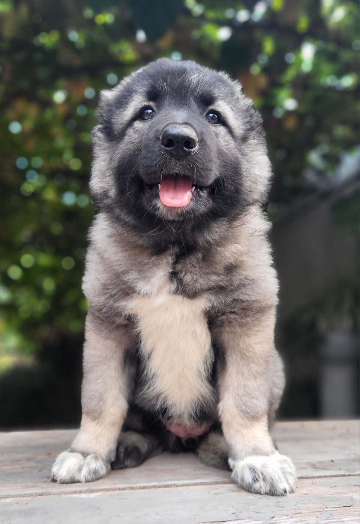 Russian Caucasian Mountain Dog Russian Bear Dog Puppy For Sale