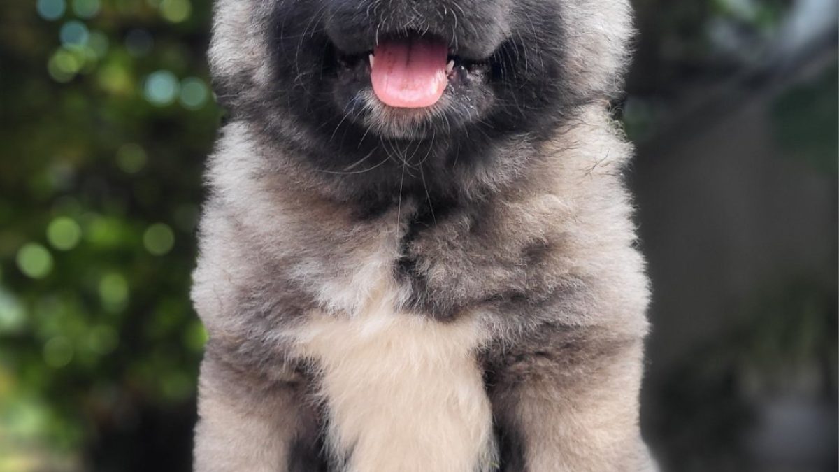 Puppy Russian Dog Breed Ovcharka Bear Russian German Shepherd