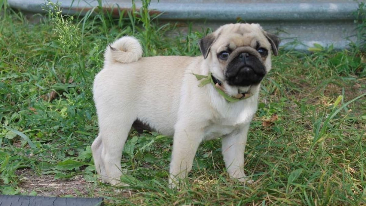 Pug Adoption Pug And Small Breed Rescue Puggle Dog Puggle And