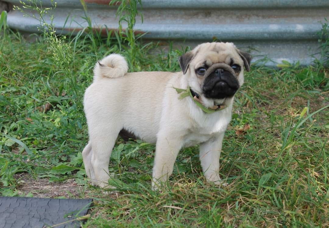Pug Trading Post Puppy Pug Puppy Puggle Pug Adopt Trading Post Pug