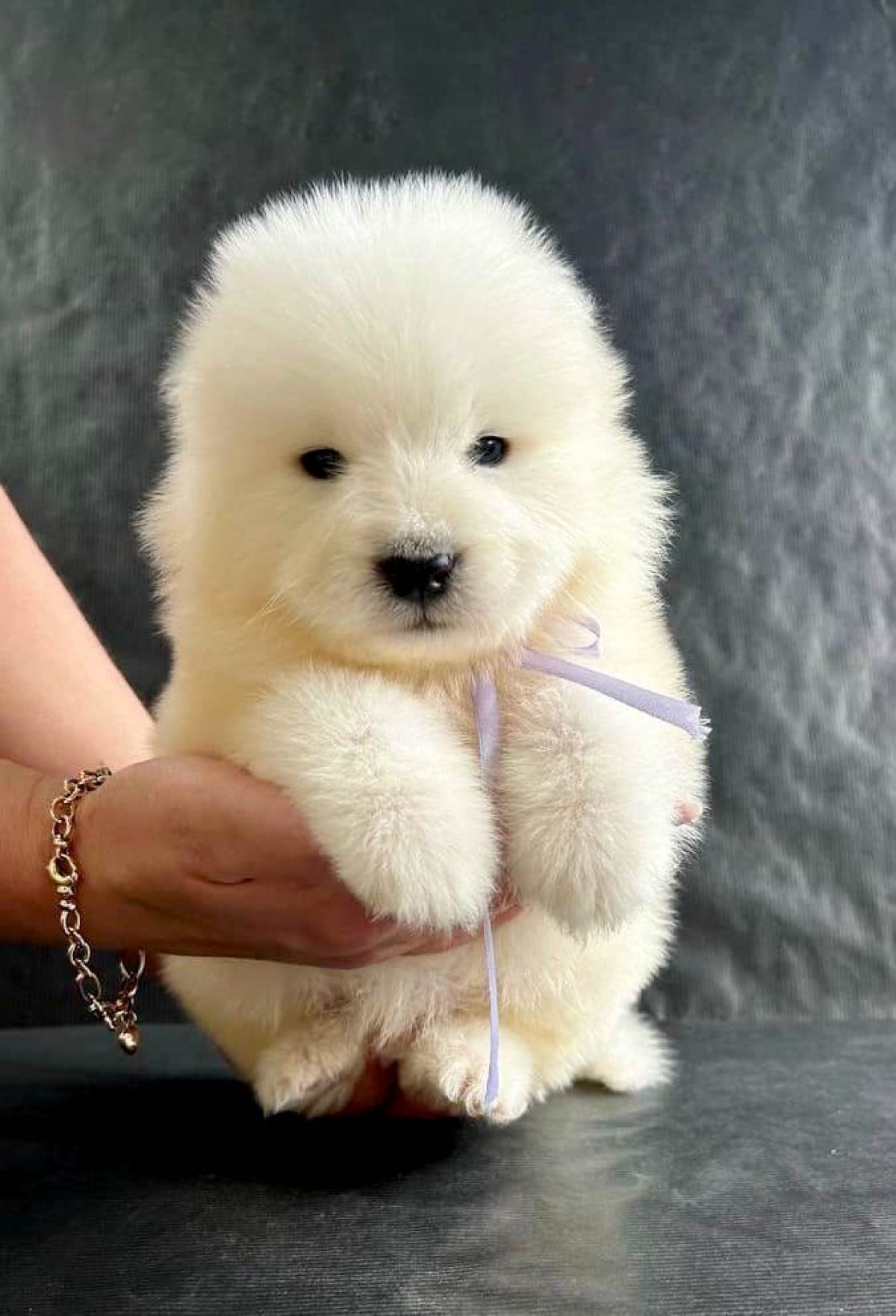 Samoyed Dogs and Puppies for sale