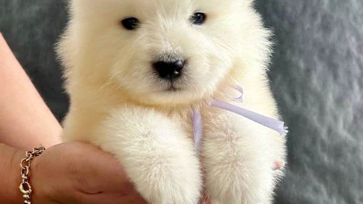 Samoyed Dogs and Puppies for sale