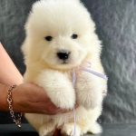 Sonic Samoyed