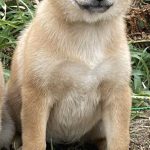 Leia Shiba Inu