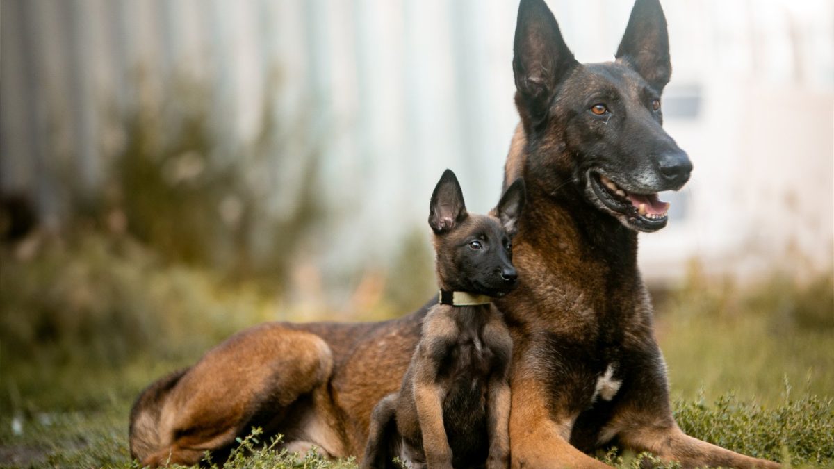 Belgium German Shepherd Malinois Puppy Shepherd Vs Belgian German