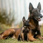 Ted Malinois
