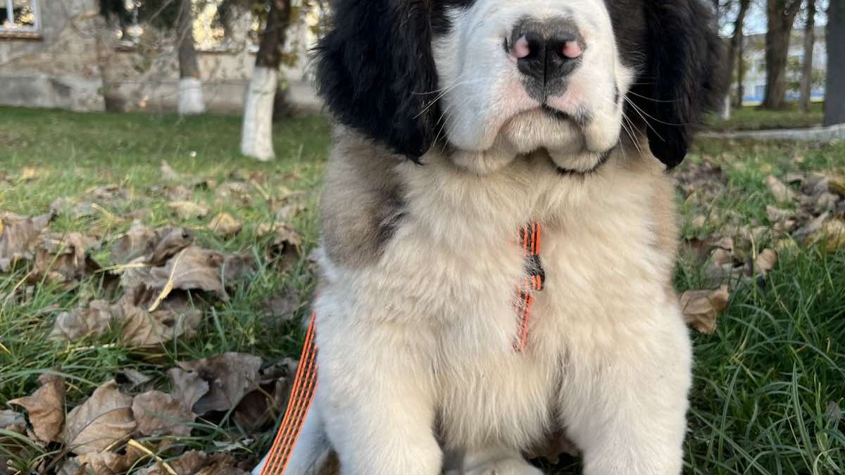Great Dane St Bernard Newfoundland Great Pyrenees Mix Newfoundland St  Bernard Mixed Breeds Bernard Newfoundland Mix, image size:1200x675