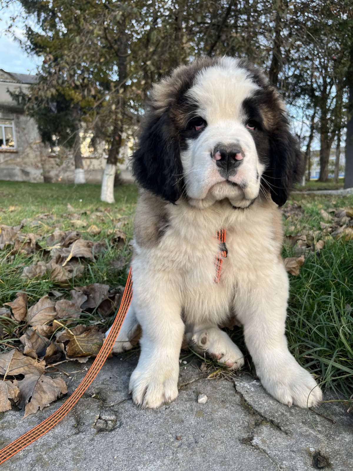 Bernard Dog Breed Saint Bernard Husky Mix For Sale Bernard Puppy Great Dane  St Bernard Mix, image size:1200x1600