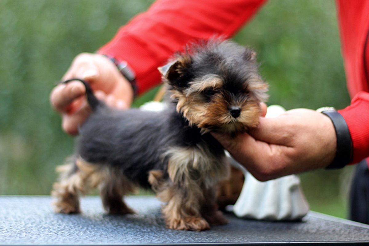 Lab yorkie mix online full grown