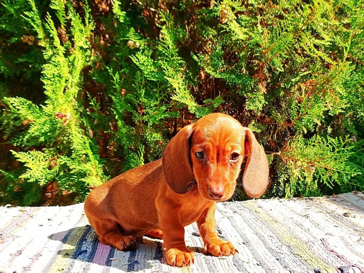 Philippines Weiner Dog Price Dachshund For Sale In The City Of