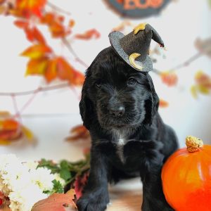 Fabiola English Cocker Spaniel