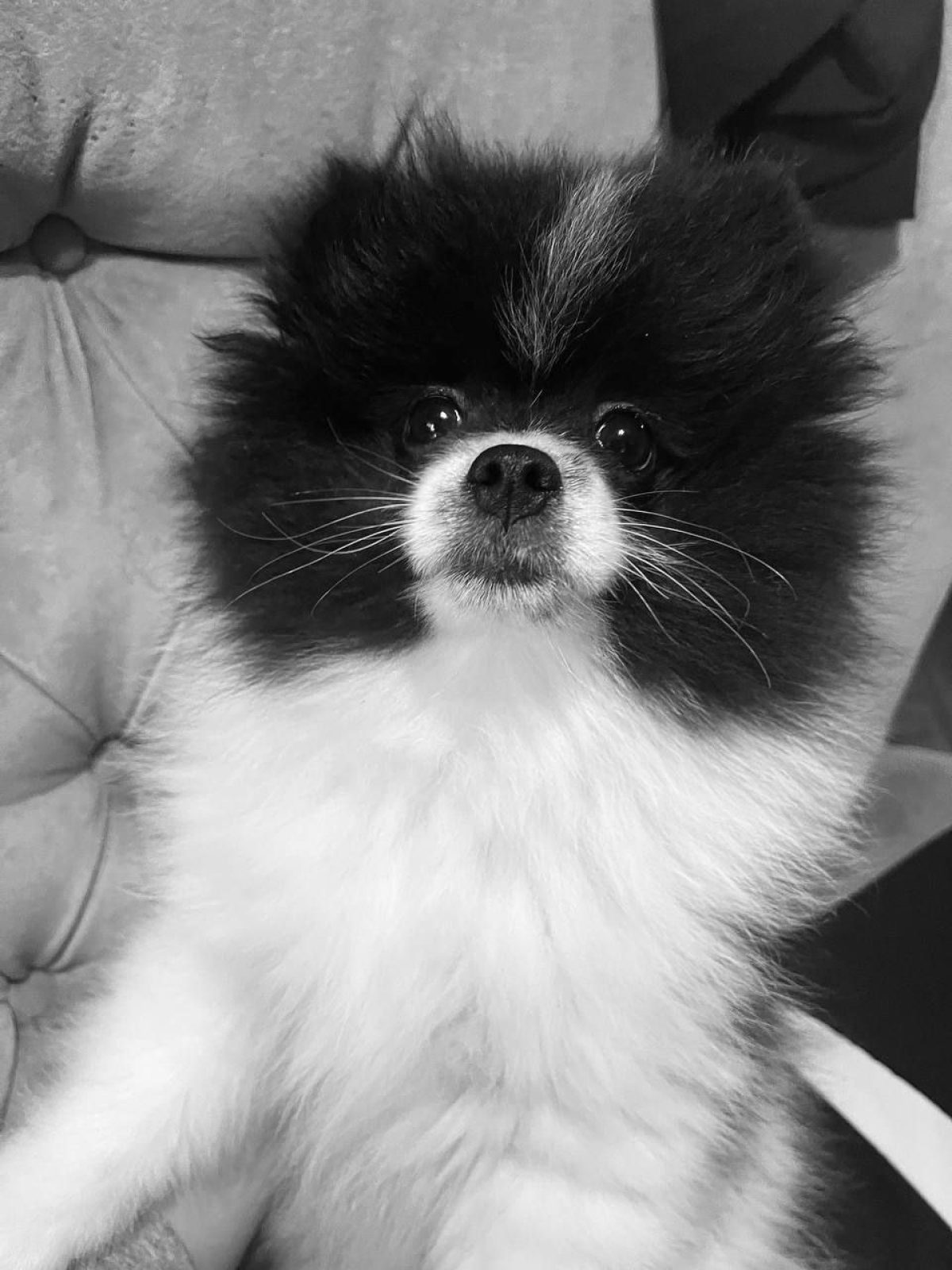 Fur Big White Dogs With Long Hair And White Big Black Long Hair