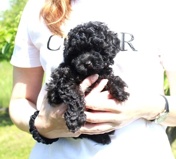 Hermes Purebred, healthy Toy Poodle puppy for sale