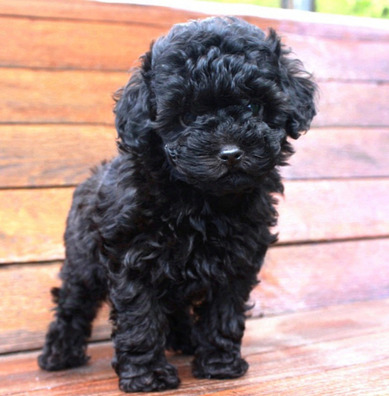 Hermes Purebred, healthy Toy Poodle puppy for sale