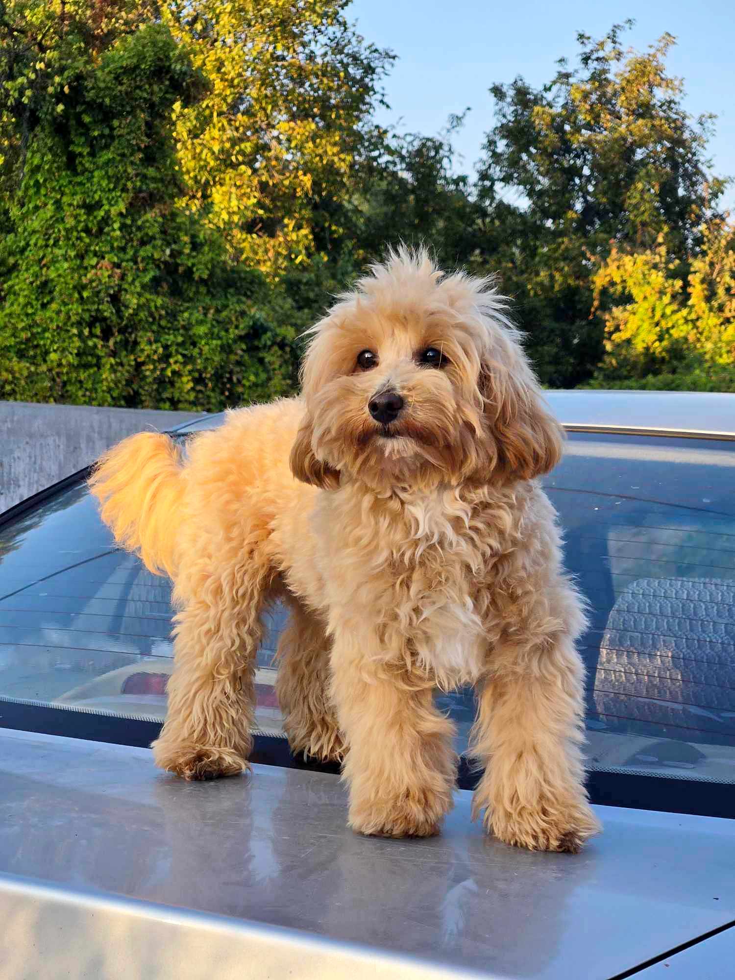 Full Grown Maltese Dog Male Mini Maltipoo Full Grown Toy Maltipoo