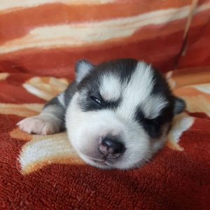 Loki Siberian Husky