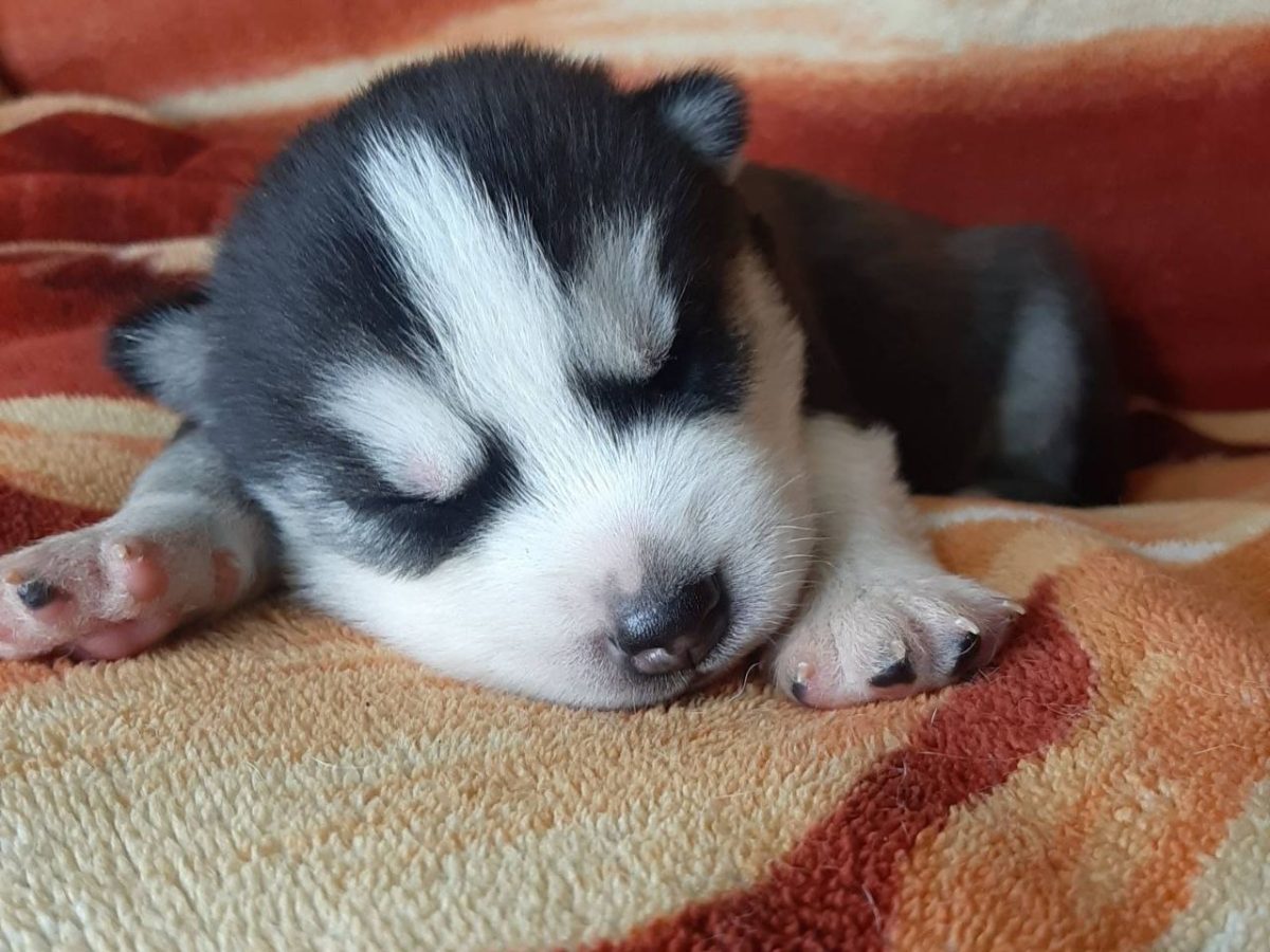 Old Siberian Husky House Training A Husky Puppy Siberian Husky