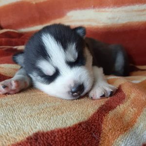 Loki