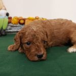 Odin-male-cavapoo-puppy-for-sale-01