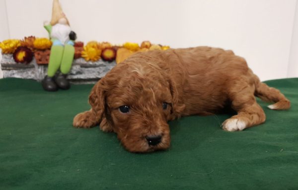 Odin Cavapoo