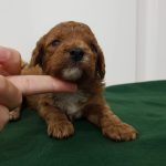 Odin-male-cavapoo-puppy-for-sale-02