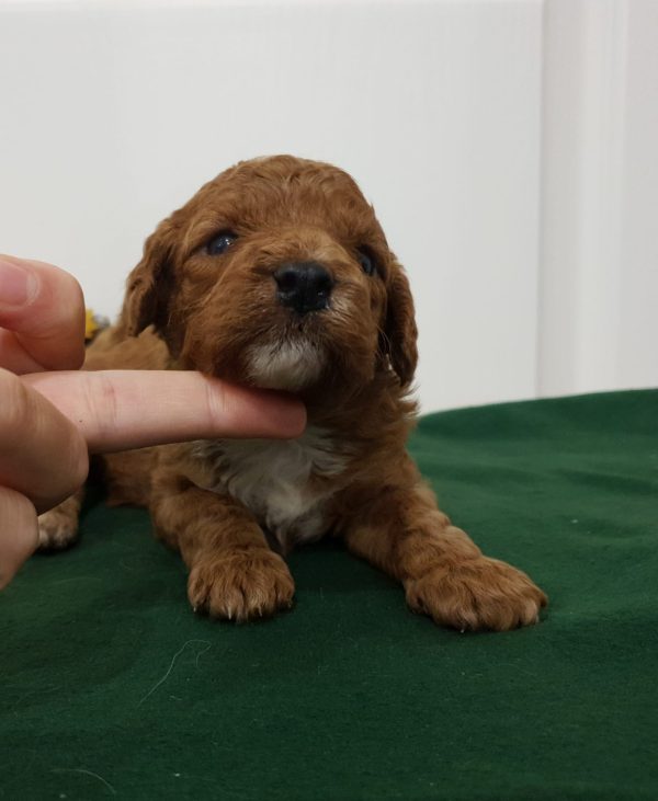 Odin Cavapoo