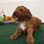 Odin-male-cavapoo-puppy-for-sale-03