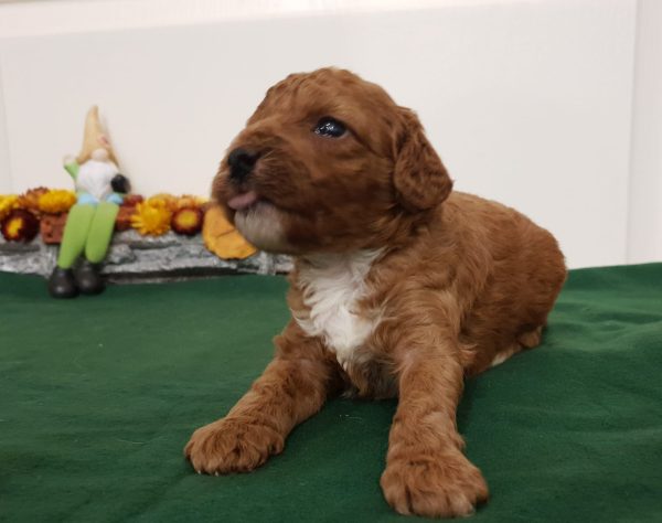 Odin Cavapoo