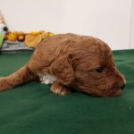 Odin-male-cavapoo-puppy-for-sale-04
