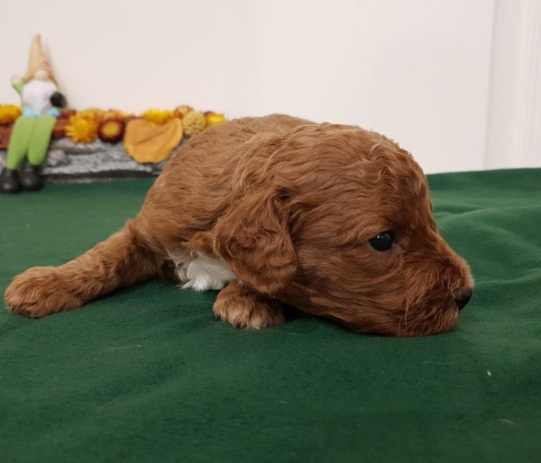 Odin Cavapoo