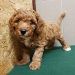 Odin-male-cavapoo-puppy-for-sale-05